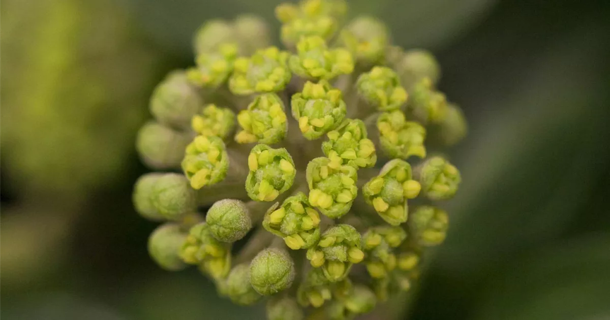 Hedera Helix Arbori Compact