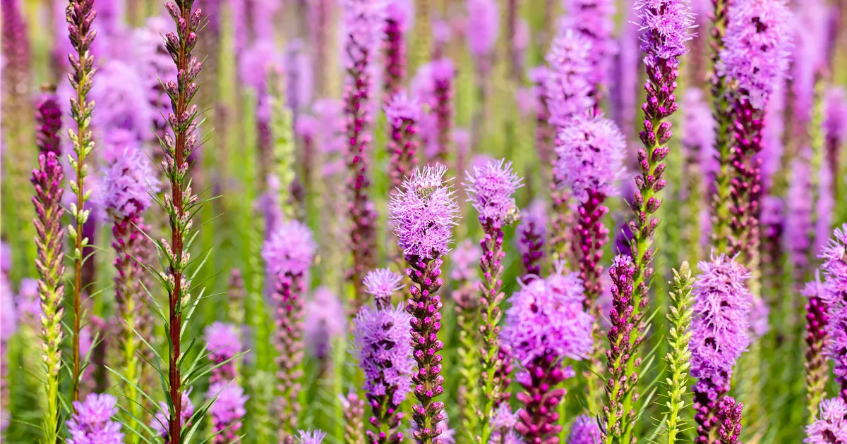 Liatris spicata 'Floristan Violett'