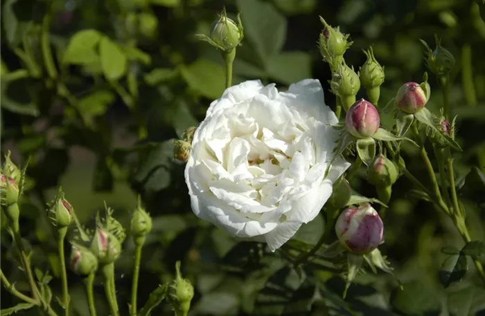 Rosa alba 'Mme Plantier'