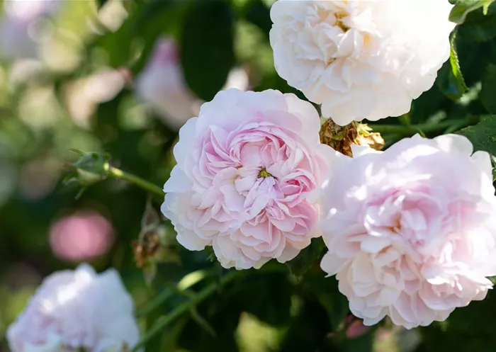 Rosa gallica 'Belle Isis'