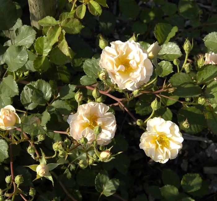 Rosa moschata 'Penelope'