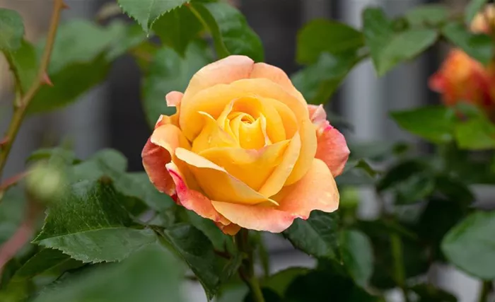 Edelrose, apricot