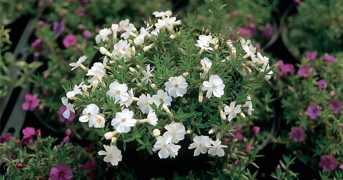 Phlox (Douglasii-Gruppe) 'White Admiral'